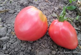 Cà chua trên mặt đất