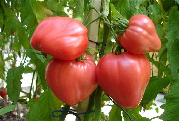 Tomater nötkreaturhjärta