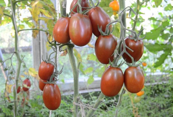 Odling av tomater i ett växthus