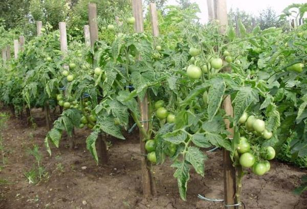 Klusha домати в открито поле