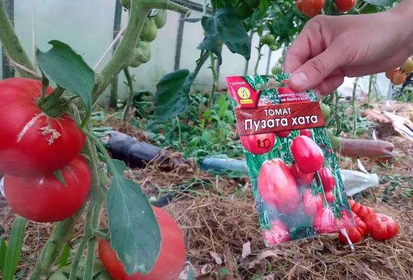 Hạt cà chua trong một gói