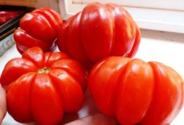 Large variety of tomato