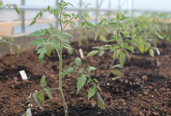 Brotes de tomate en invernadero