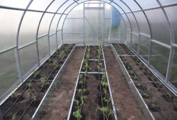Polycarbonate greenhouse for tomatoes