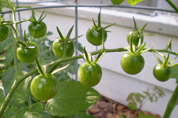 Green fruits of tomatoes