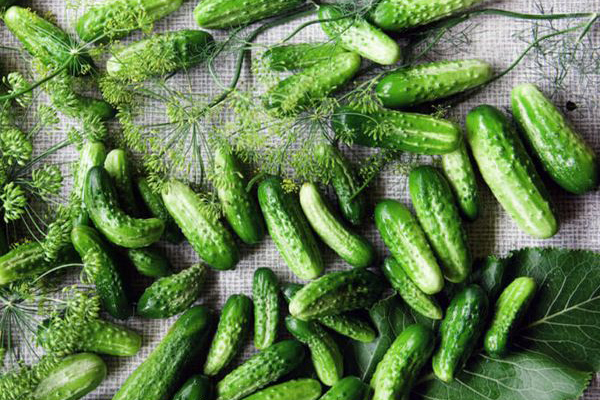 Cucumbers Spring for pickling
