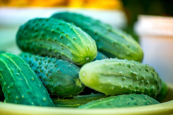 Fruits of cucumbers variety Rodnichok