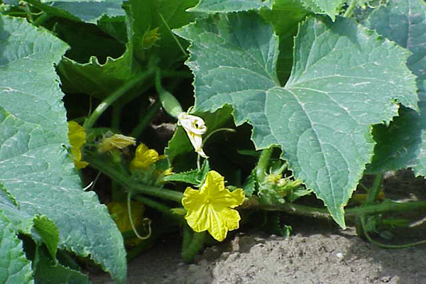 Flowering cucumber
