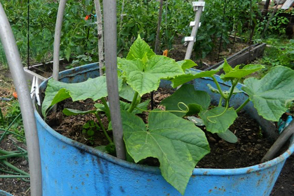 Growing cucumbers in barrels