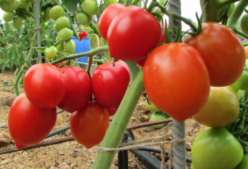 Tomatoes of the Budenovka variety