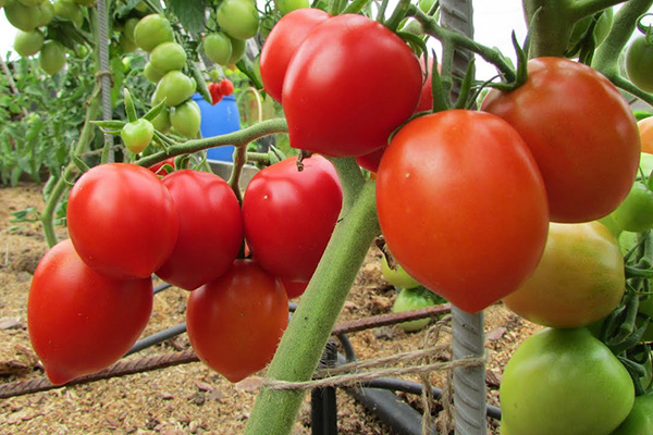 Tomater av sorten Budenovka