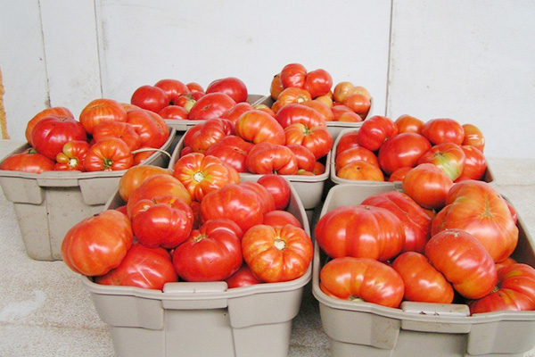 Tomatsskörd Budenovka