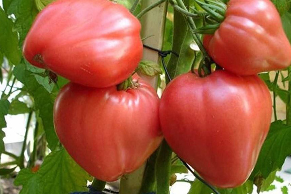 Cà chua của giống Budenovka