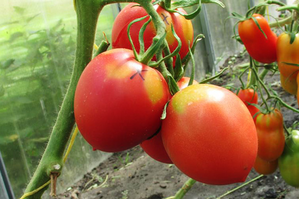 Tomater Budenovka i växthuset