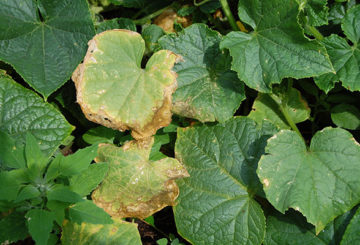 Cucumber leaves are drying