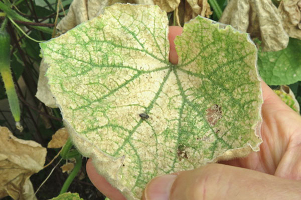 Hoja de pepino amarillenta