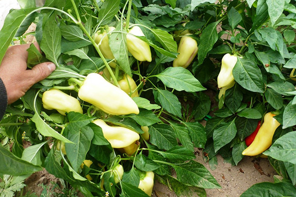 Growing Ivanhoe pepper