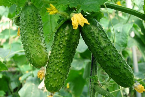 Gherkin type cucumbers
