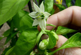 Blooming pepper