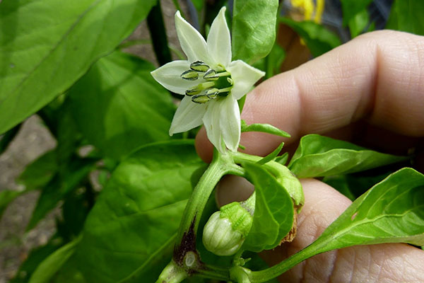 Blooming pepper