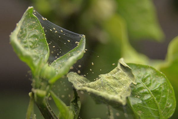 Signs of spider mite infestation