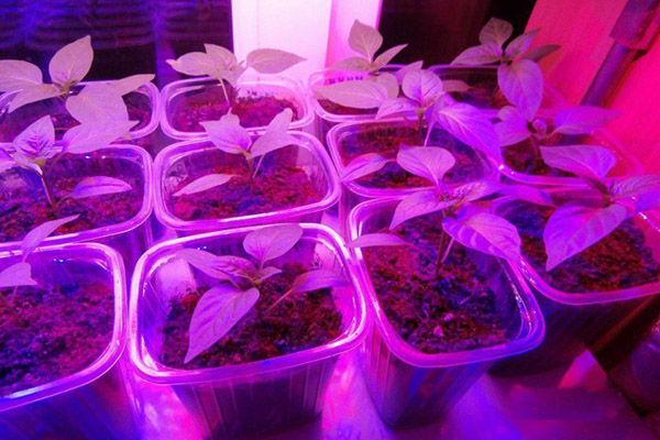 Pepper seedlings under phytolamps