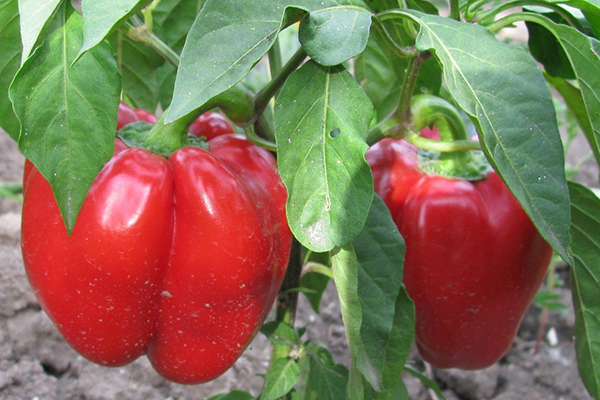 Ripe Agapov peppers