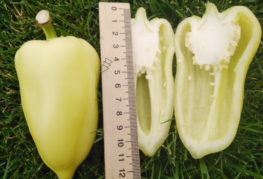 Cutaway Belozerka Pepper Fruit