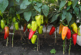 Peppers of the Bogatyr variety