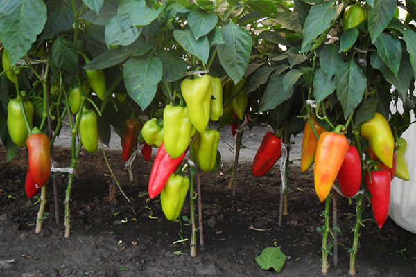 Peppers of the Bogatyr variety