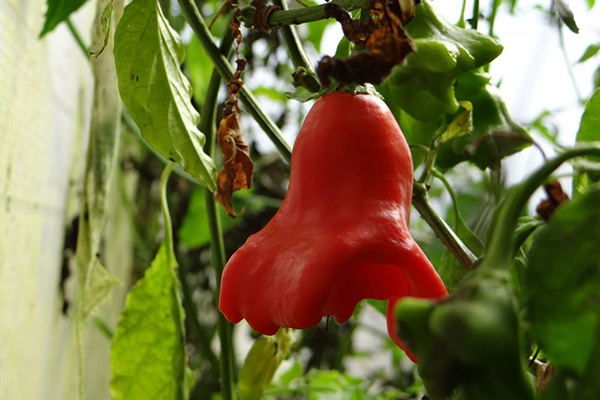 Bell Pepper Fruit