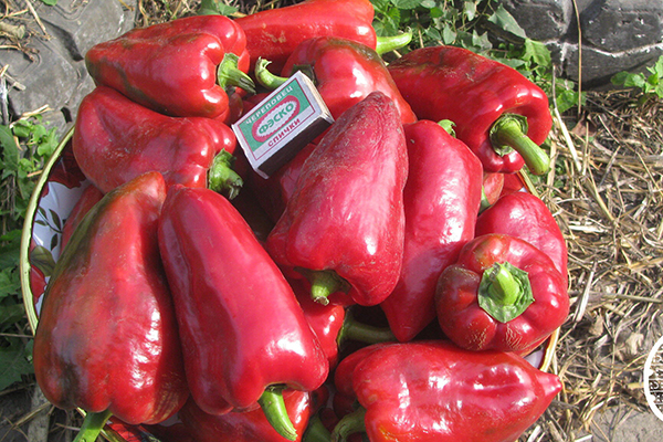 Pepper Harvest Merchant
