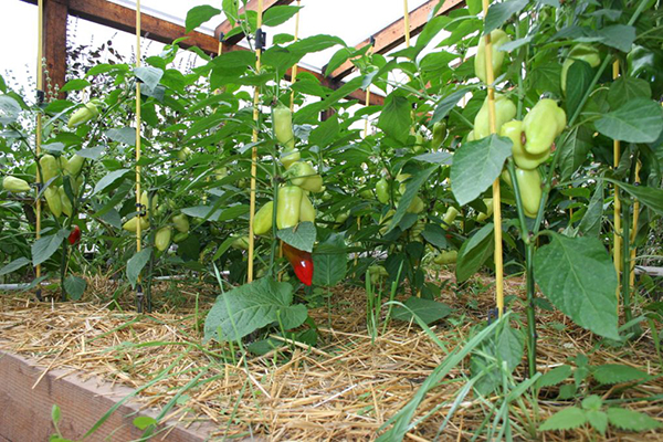 Växande paprika i ett växthus