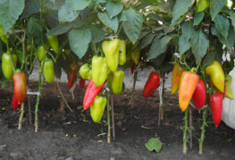 Growing pepper merchant