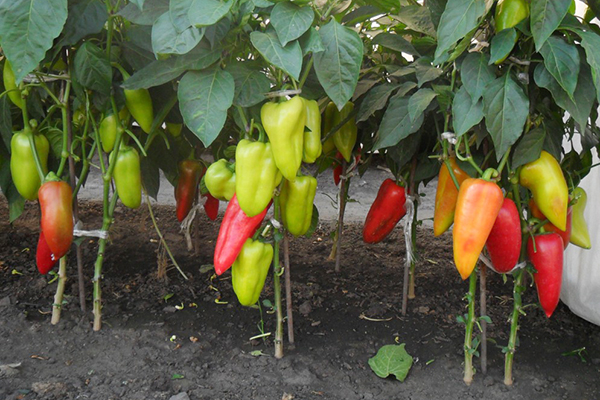 Growing pepper merchant