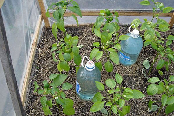 Water for watering peppers in a greenhouse
