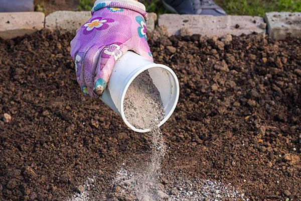 Fertilizing the soil with ash