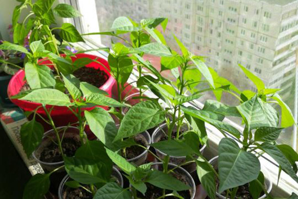 Pepper seedlings on the balcony