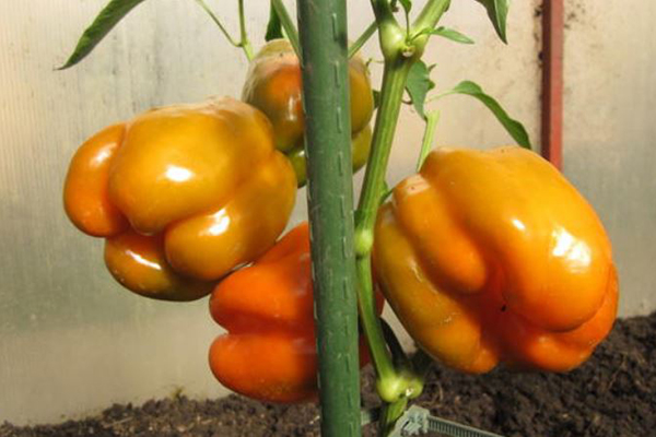 Pepper Orange miracle in the greenhouse