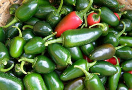 Jalapeno pepper harvest