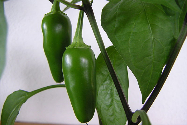 Ớt jalapeno trên bụi cây