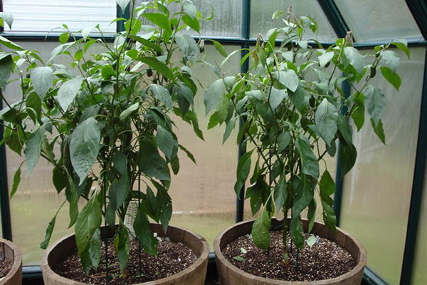 Växande jalapeno peppar i ett växthus