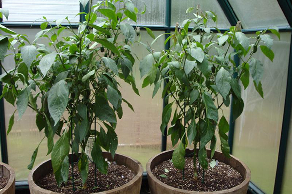 Cultivo de chiles jalapeños en invernadero