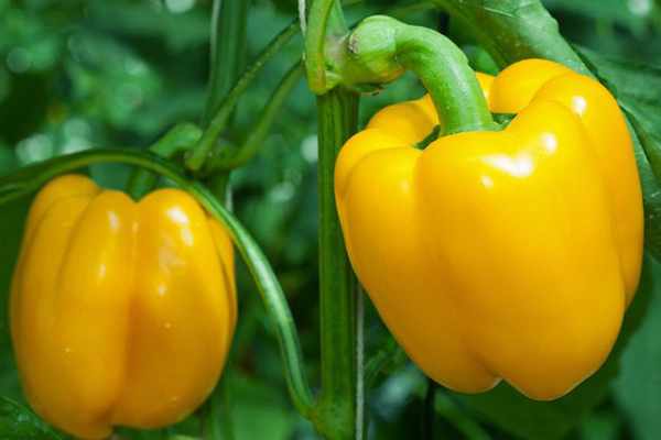 Ripe peppers Golden miracle