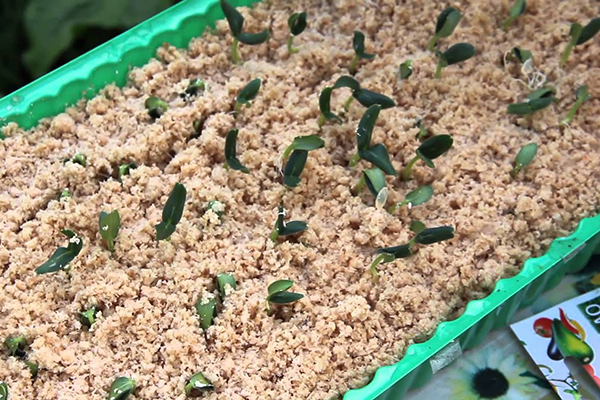 Cucumber seedlings in sawdust