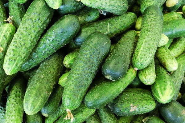 Cucumber harvest Ekol