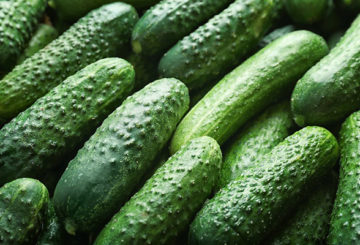 Cucumbers Paratunka