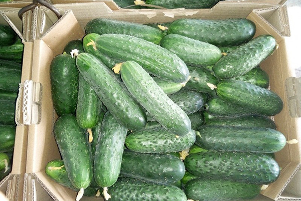 Harvest of cucumbers Paratunka
