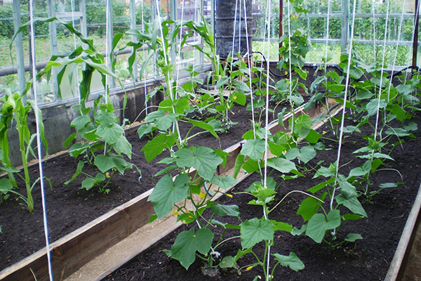 Paratunka cucumbers in the greenhouse