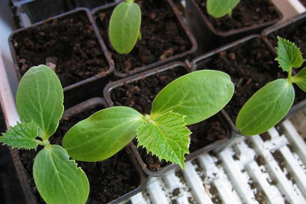 Seedlings of cucumbers in separate containers
